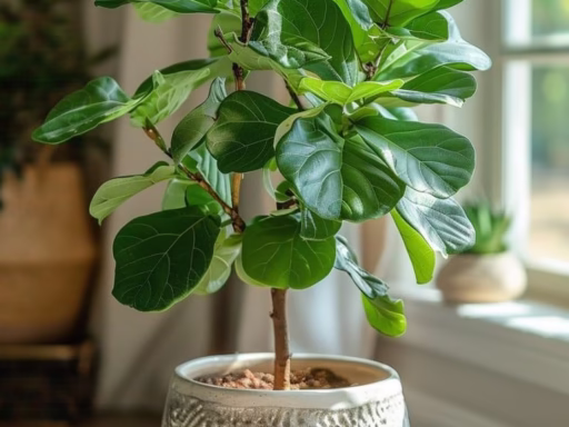 10 Ways to Style Your Fiddle Leaf Fig Tree