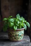 basil plant in small pot