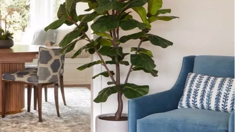 fiddle leaf fig tree