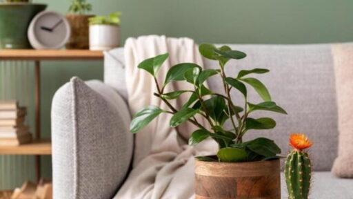 livingroom decor ideas for any starter