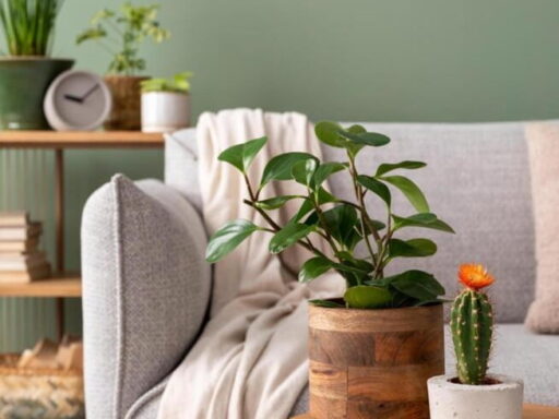 livingroom decor ideas for any starter
