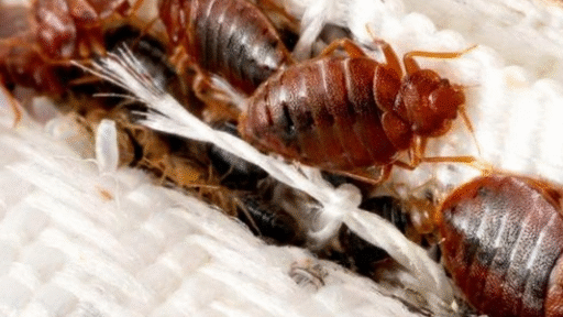 bedbugs infestations
