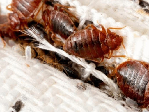 bedbugs infestations